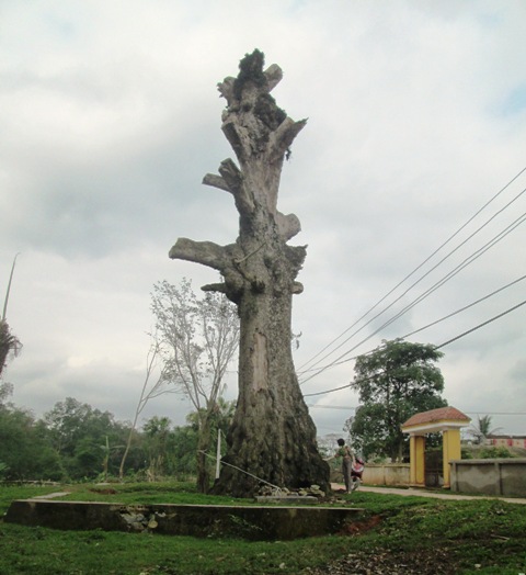 Cụ[-]Tại[-]rưng[-]rưng[-]khi[-]hồi[-]tưởng[-]lại[-]ký[-]ức[-]về[-]cây[-]Gạo